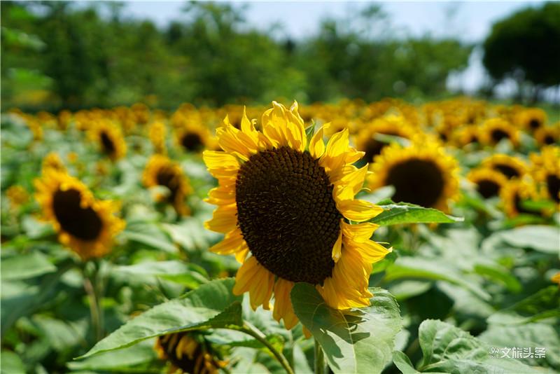 来到这个花田胜景小镇,拥抱“南国御养”健康生活目的地