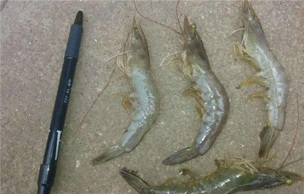 厄瓜多尔产的南美白虾好吃吗,厄瓜多尔南美白虾营养价值