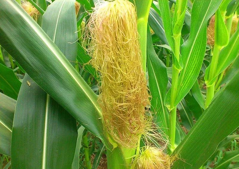 糖尿病米饭中加入降糖食物是什么,糖尿病食物高级