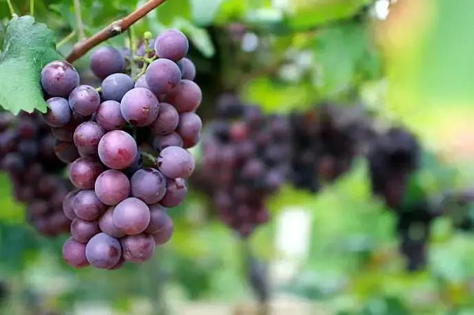 金秋采摘正当时!山东这十种田间美味错过再等一年!