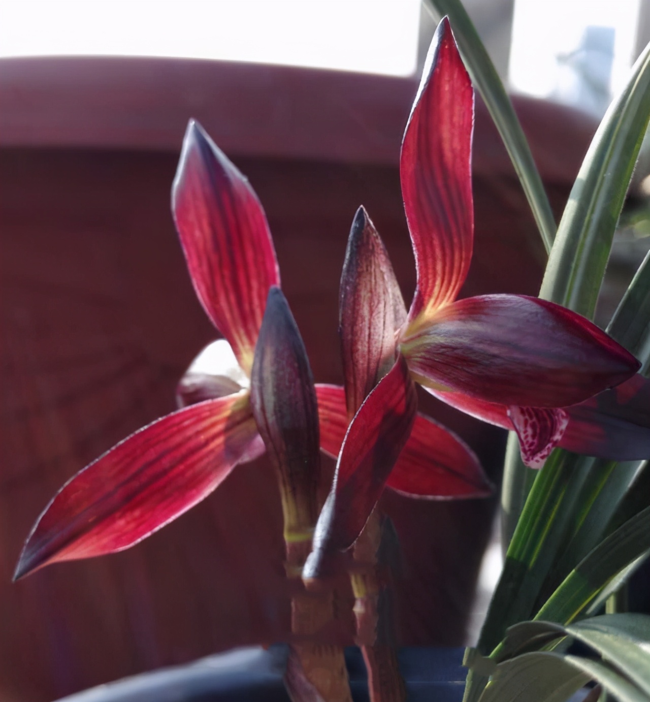 曾经不起眼的野草,现在成为“高档兰花”,花色鲜红,香味持久