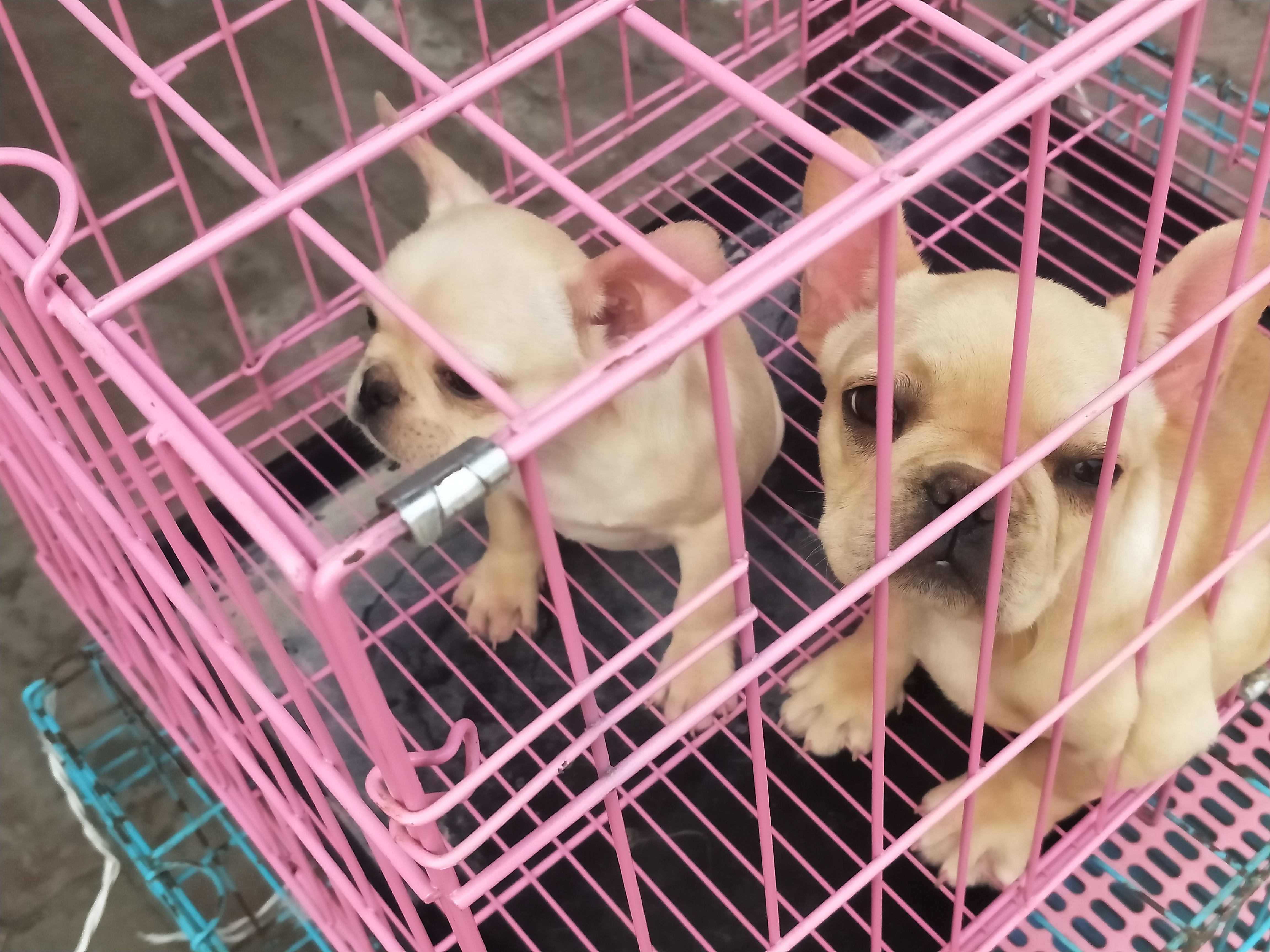 开封四大狗市排名,四种公认最好的狗市