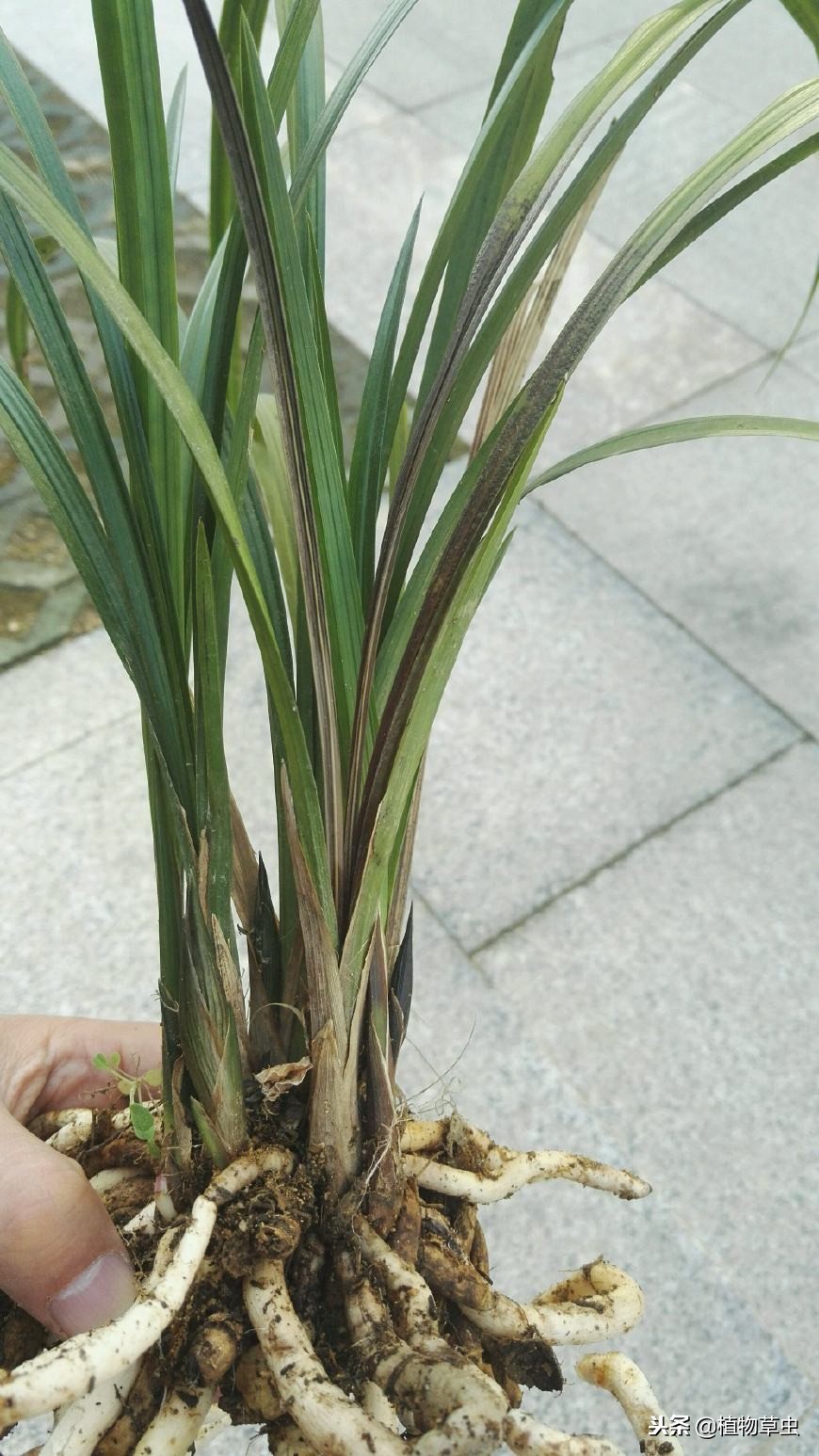 得过茎腐病的兰花容易复发,什么是兰花的茎腐病和软腐病