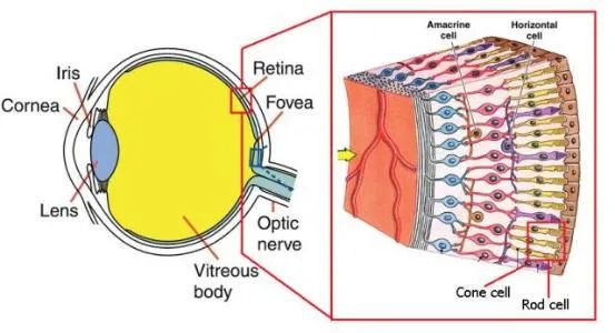 狗狗是色盲吗,狗狗是色盲还是色弱