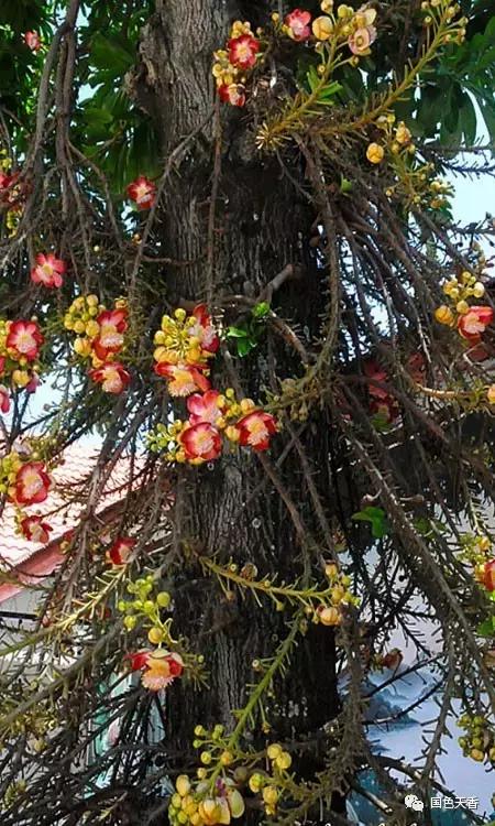 菩提花开观自在,菩提花开见性成佛