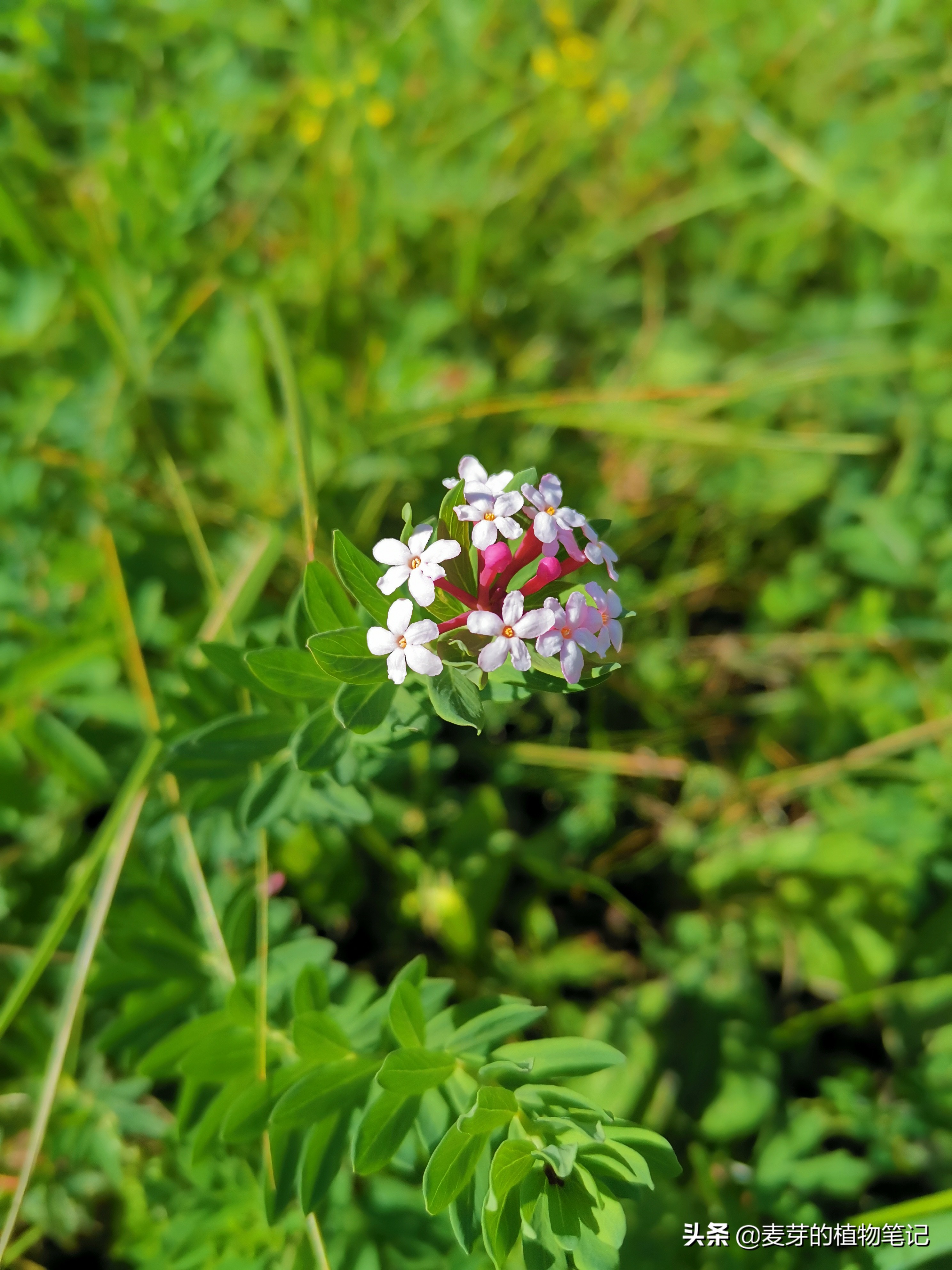 带动物名的植物,哪些动物的名字和植物的相近