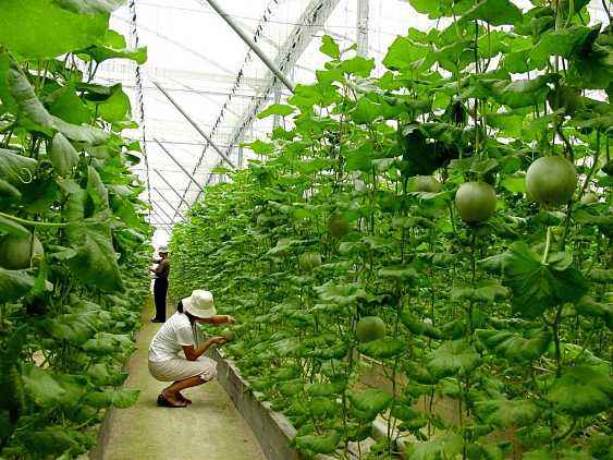 我国有机农业发展现状,我国农业可持续发展面临的问题