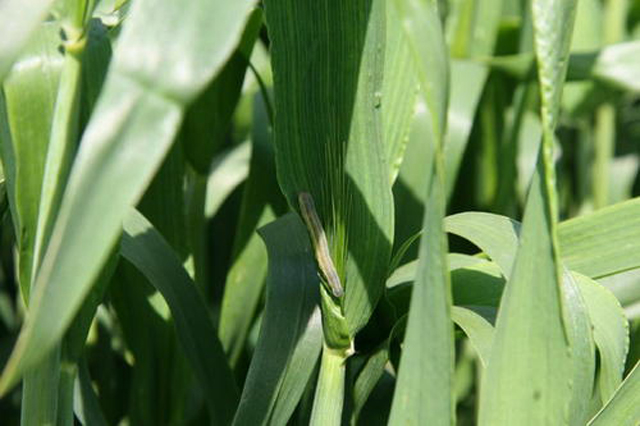 小麦虫最佳防治时间,小麦生虫出蛾怎样防控