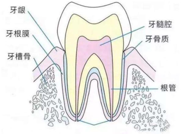 牙疼都是感染到牙髓吗,牙疼坏到牙髓了咋办