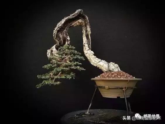 鎮礀缁濆閫㈢敓,鎮礀鐩嗘櫙澶у叏