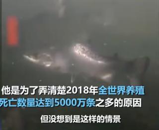 “最毒僵尸鱼”,外媒曝挪威三文鱼养殖乱象,看完胃不好了