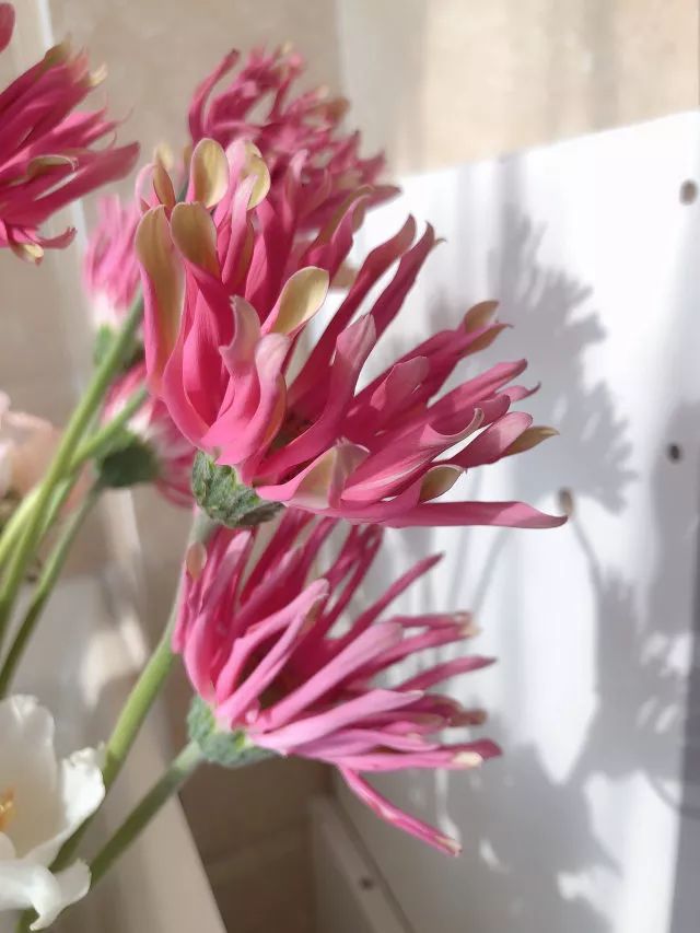 叫醒玫瑰花的办法