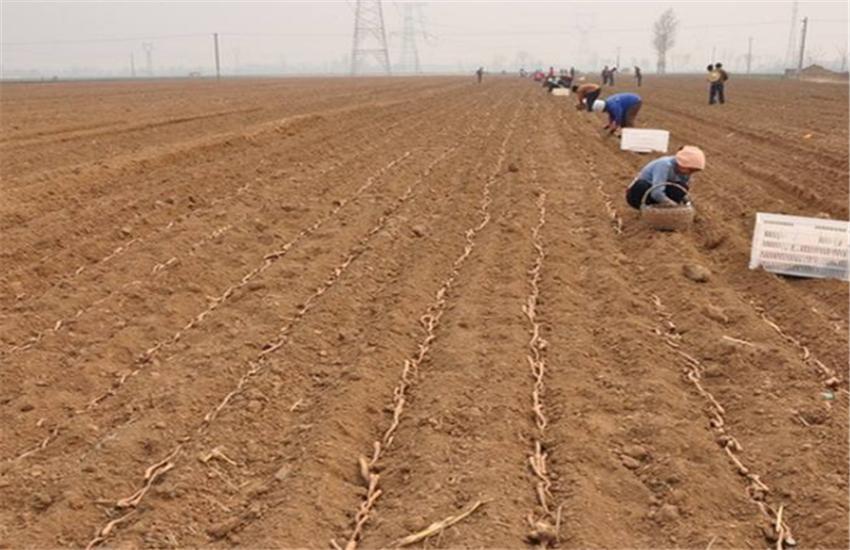 山药横栽种植技术视频教程,山药用pvc管种植技术
