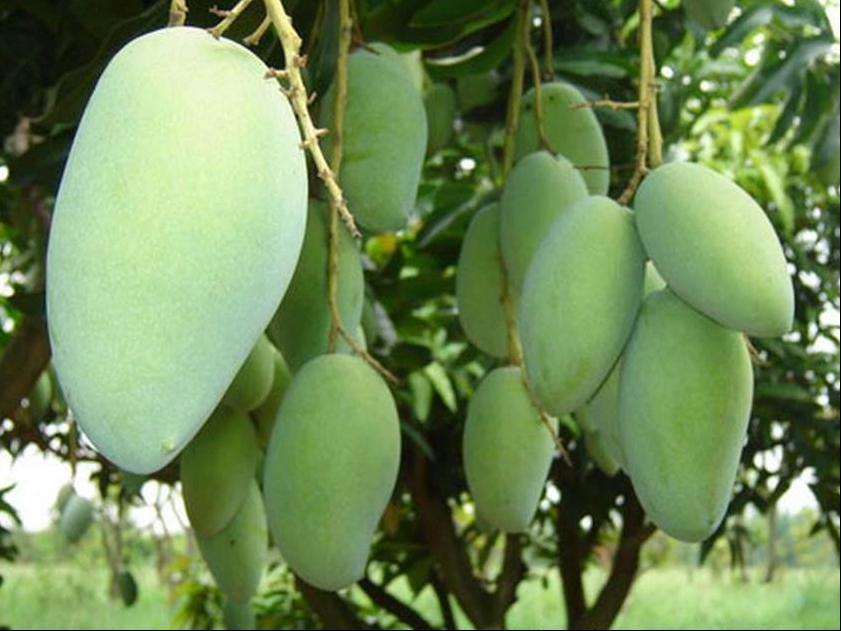 百种味道的果子,百种果实图片