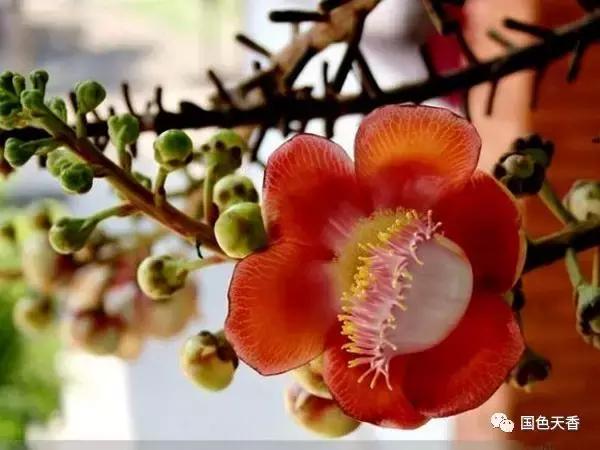 菩提花开观自在,菩提花开见性成佛