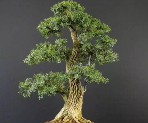 雀舌黄杨盆景家庭养殖有什么意义,雀舌黄杨盆景养殖方法