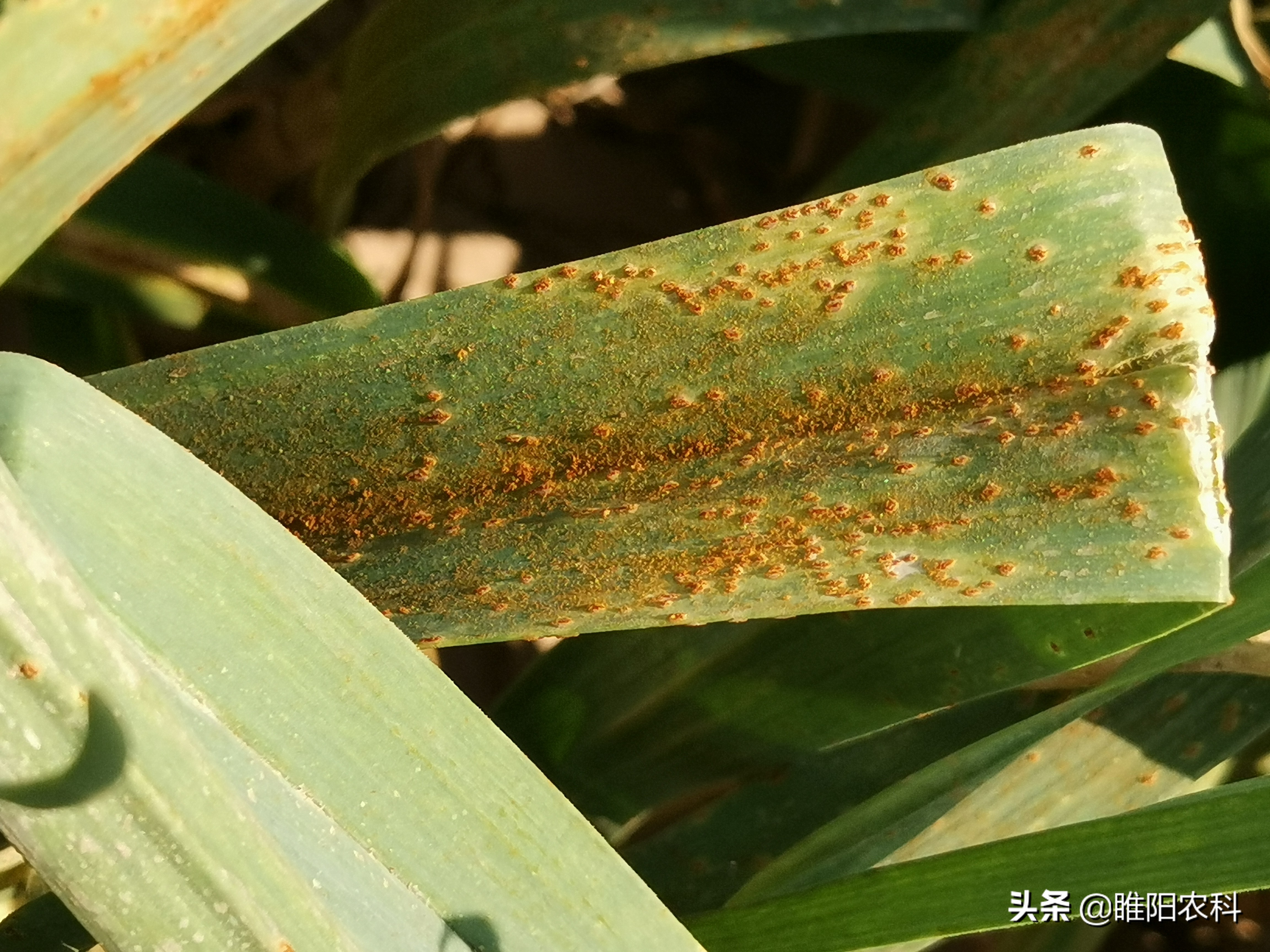大蒜鳞茎膨大期早衰怎么办,大蒜生长后期有什么病