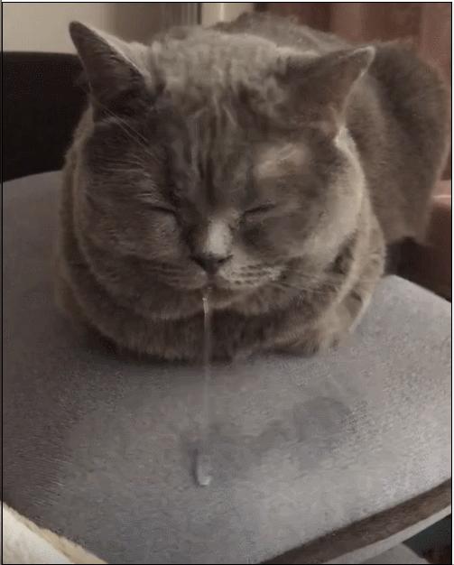 英国短蓝猫好养吗,千万别养蓝猫