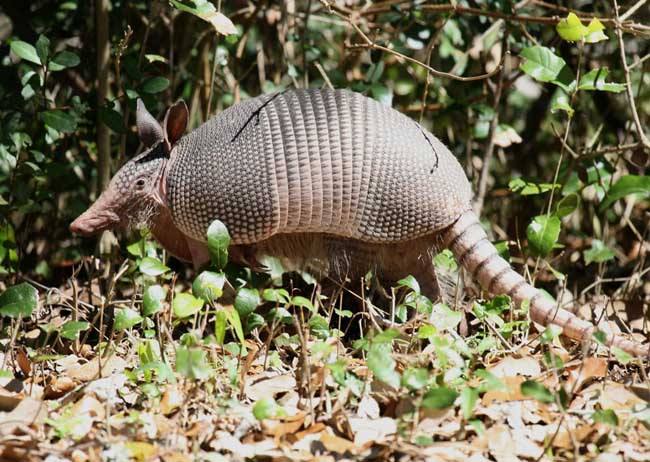 外形奇特的潮鞋,外形奇特的火龙果