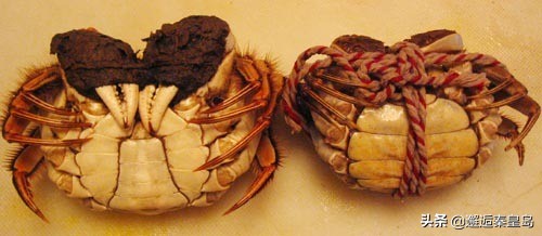 如何分辨螃蟹的公母以及如何挑选,生出来没多久的螃蟹怎么分公母