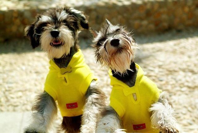 怎么帮雪纳瑞清洗脸部,雪纳瑞洗澡不听话怎么调整