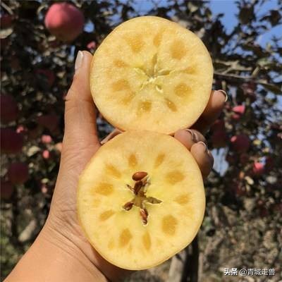 开春适合吃什么蔬菜和水果,开春了见到这5种水果别手软