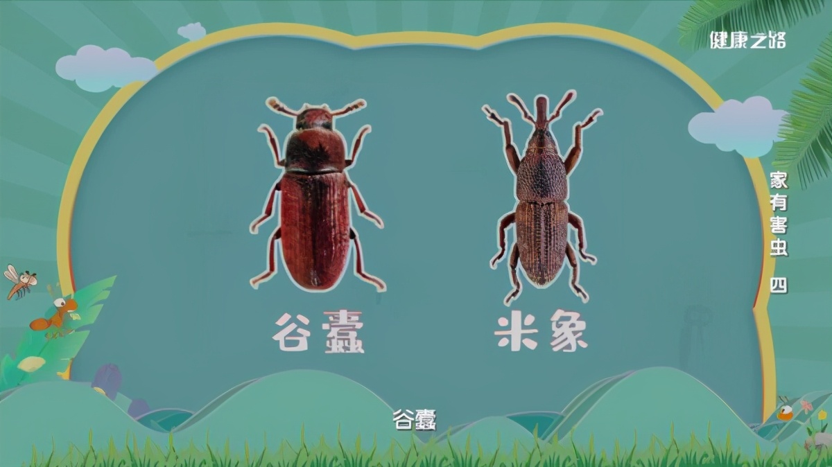 家中粮食有虫子怎么办,粮食里有虫怎么去除