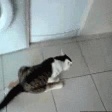 辟谣猫咪并非黑夜都能看得清,辟谣猫咪寄生虫