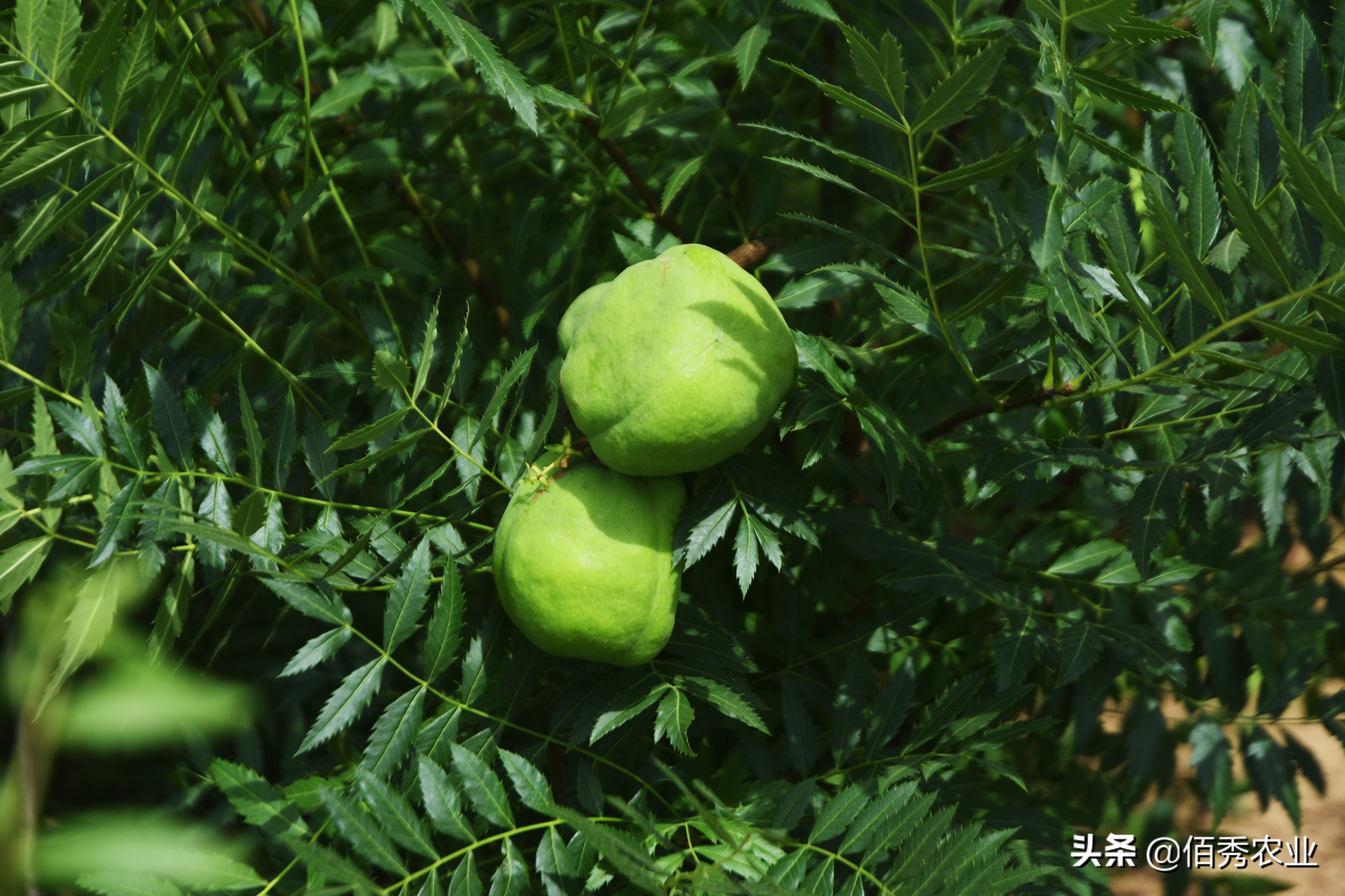 十大经济价值高的果树你在种吗,种植文冠果树