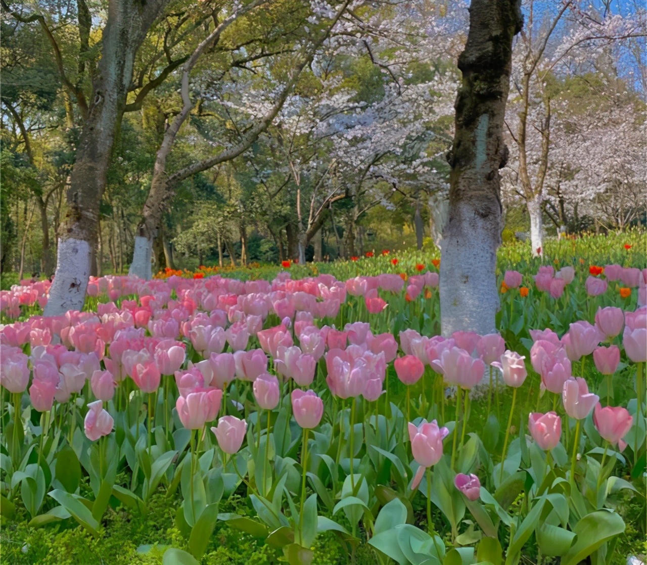 浙江大型森林公园,杭州免费超级大公园