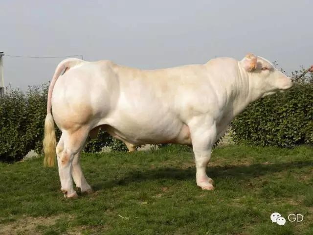 夏洛莱肉牛好还是西门塔尔好,外国大型肉牛夏洛莱居然这么大