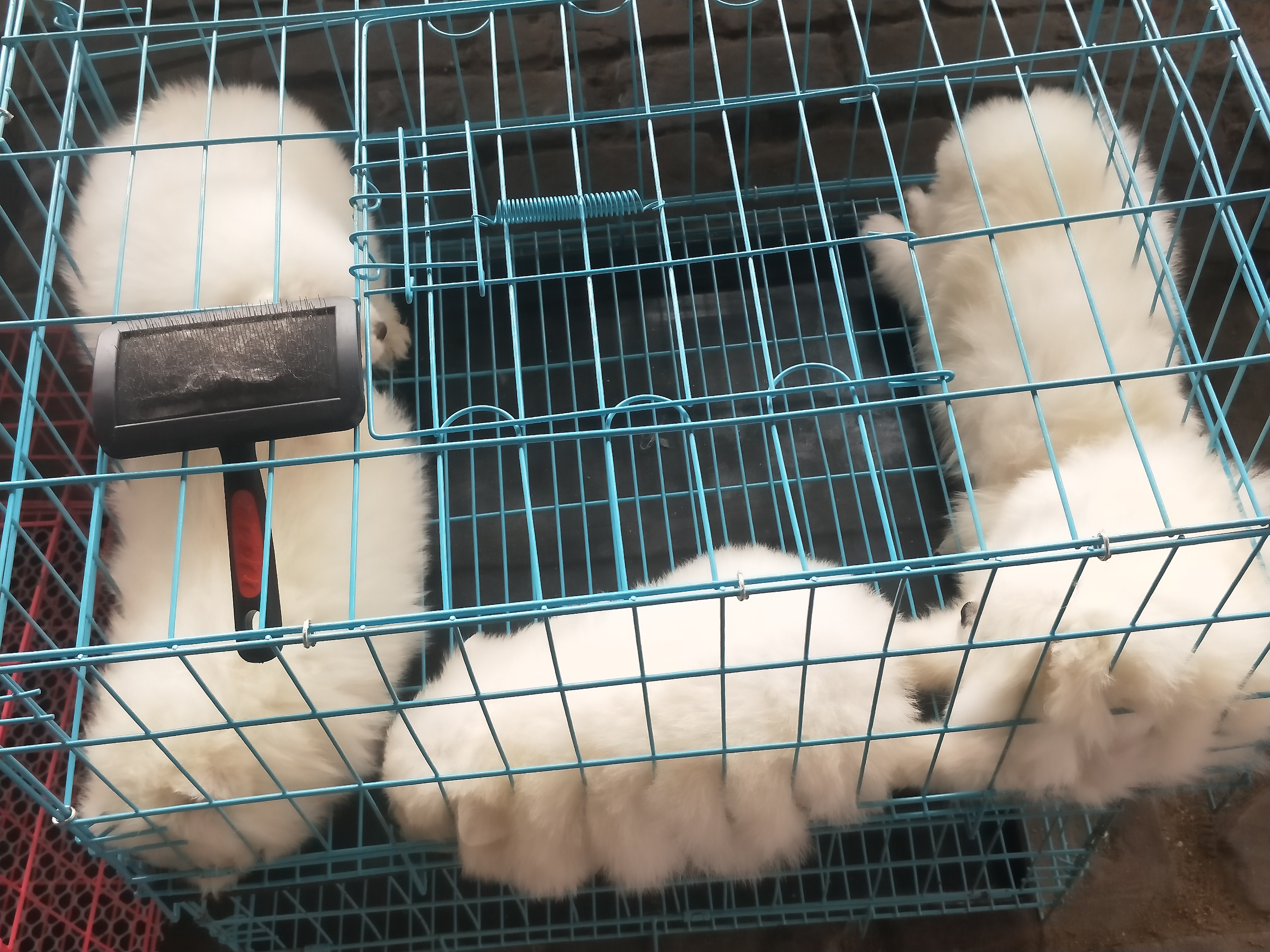 开封四大狗市排名,四种公认最好的狗市