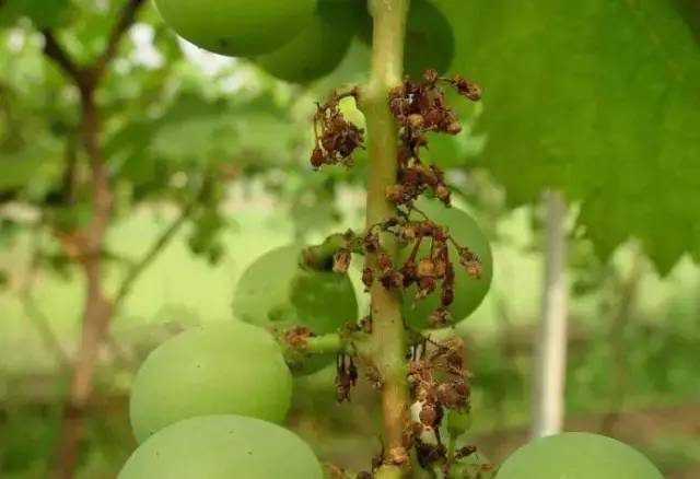 累了一年总结,葡萄病害对照表图