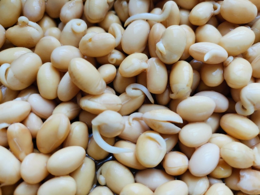 当韭菜邂逅黄豆芽,就变成了“黄鸟钻翠林”,居然是一道家常菜