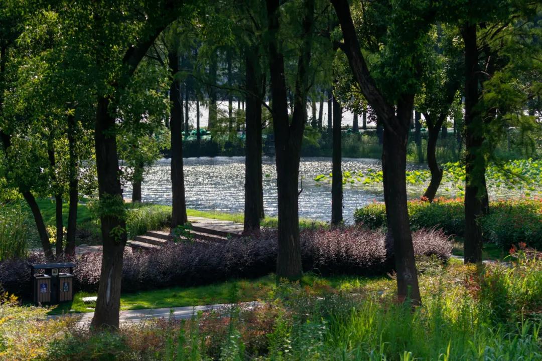 武汉华侨城湿地公园绿化,华侨城生态湿地公园武汉什么区