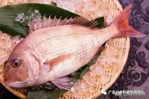 这5种淡水鱼值得多吃,中国最好吃的鱼类排行榜