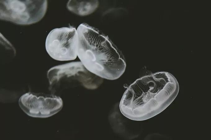 不一样的大阪三日游，瑠璃一束光，值得一来再来