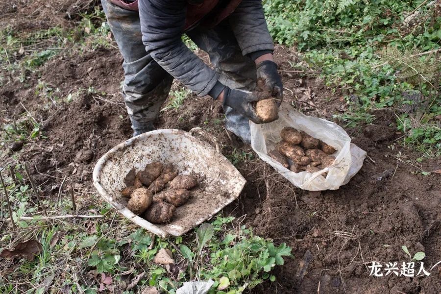 贵州的道地药材天麻,天麻属于哪里的道地药材