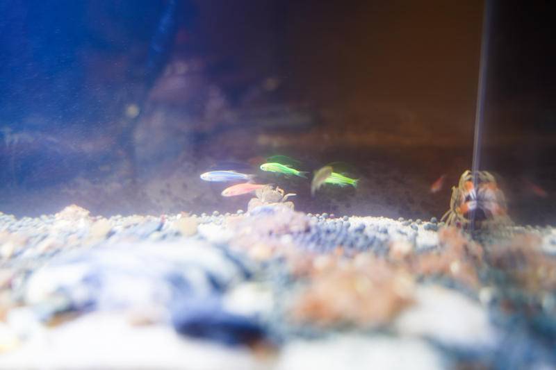 小佩起源纪鱼缸过滤怎么样,小佩起源纪鱼缸