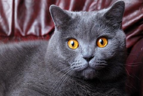 养狗或猫是否对抑郁症有好处,猫狗能治愈抑郁症吗