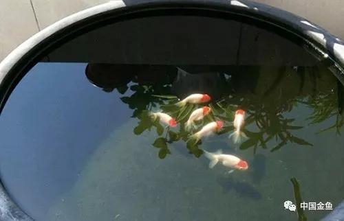 古法养金鱼的饲养方法,古法养金鱼的技巧和方法