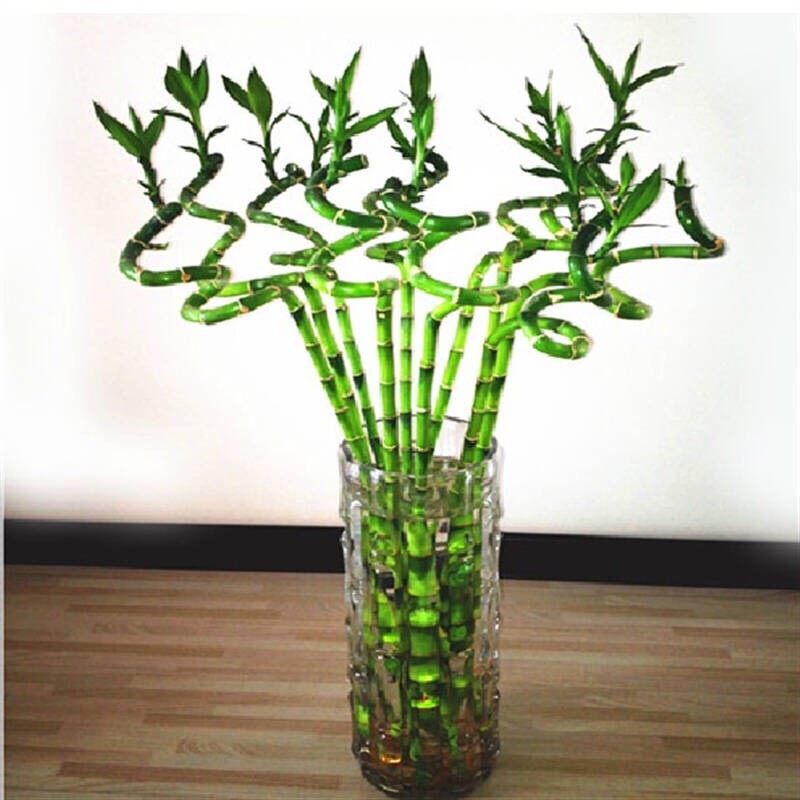 水培富贵竹黄叶怎么办？找准对策，根系壮，叶片多，绿油油