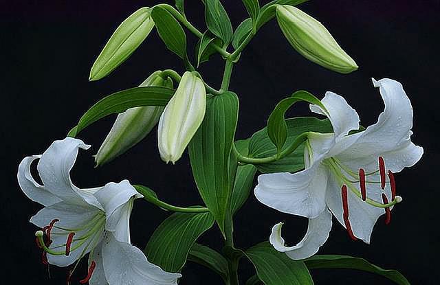 百合花这样养开花又大又美,百合花有什么方法让它早点开花