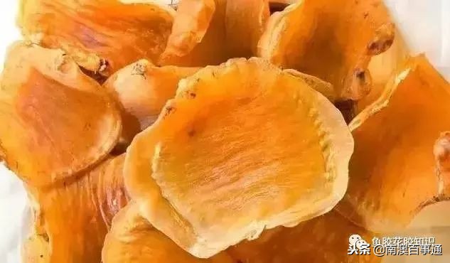 涨知识!鱼胶种类大全,不看亏大了!