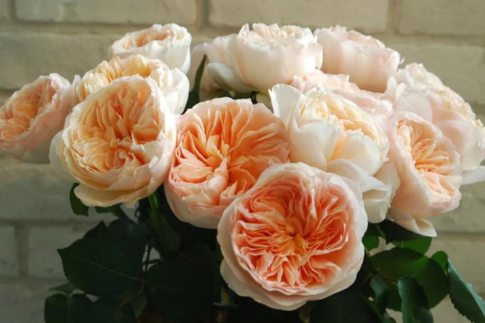 花店必备的5款玫瑰,花店常用的10款玫瑰花是哪些品种