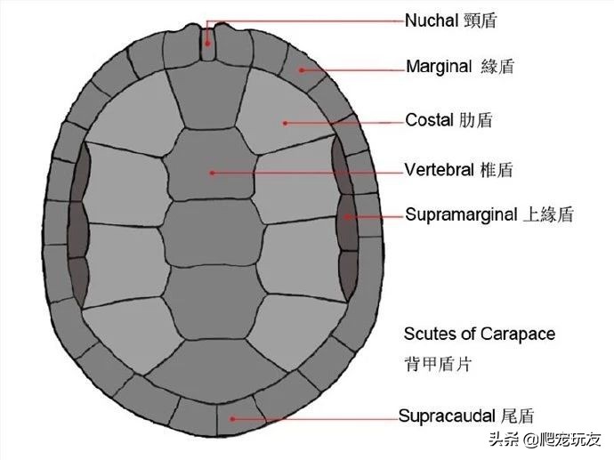 怎么挑品质好的龟,怎么区分全品龟
