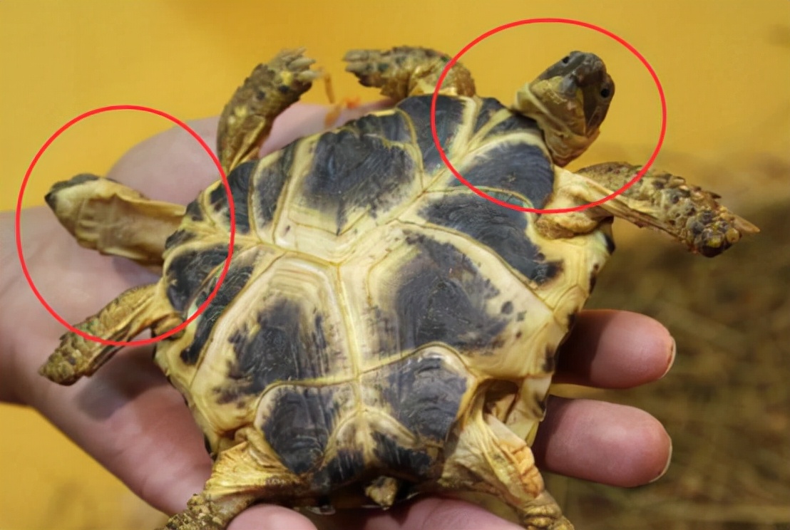 日本变异双头龟引发关注,日本现双头六腿龟