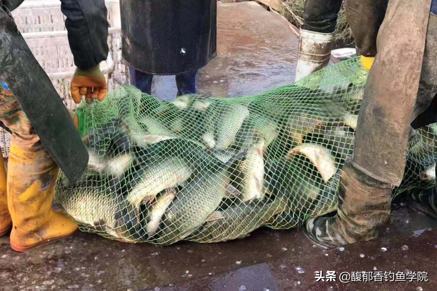 把四种钓鱼小药搭配使用，才能让鱼饵诱鱼快、鱼口好、留鱼久