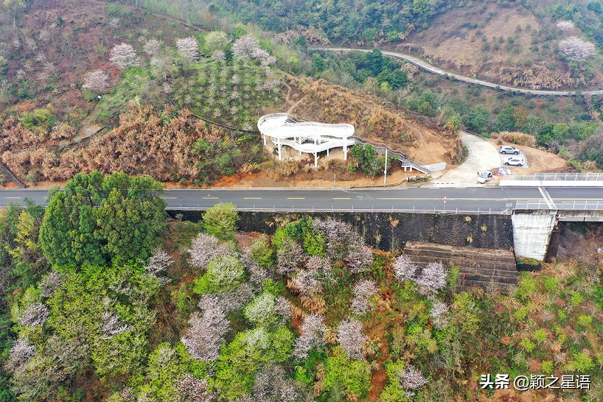 早樱烂漫,看樱花的地方樱花谷