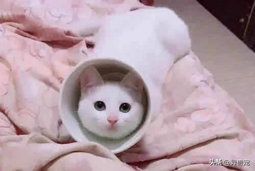 领养代替购买真的好吗？